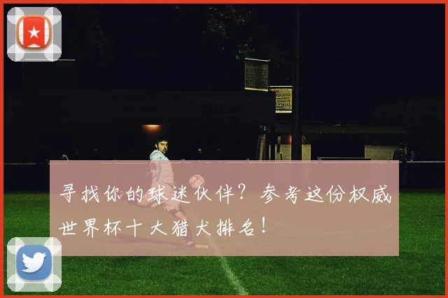 寻找你的球迷伙伴？参考这份权威世界杯十大猎犬排名！
